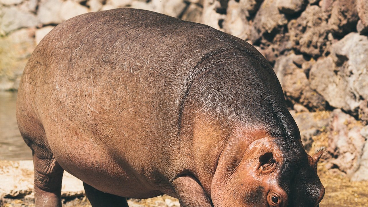 Best Projectors for your Phone | Mini Projector 2022