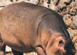 Best Projectors for your Phone | Mini Projector 2022