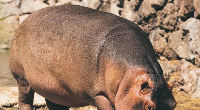 Best Projectors for your Phone | Mini Projector 2022